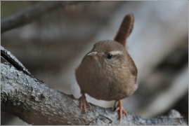 <p>STŘÍZLÍK OBECNÝ (Troglodytes troglodytes) ----- /Eurasian wren - Zaunköking/</p>